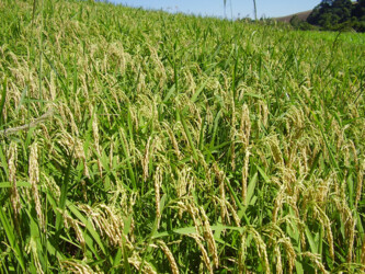 Lavoura de Arroz
