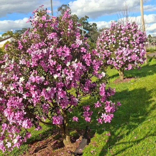 Flores embelezam o município 